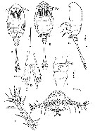 Espce Caribeopsyllus chawayi - Planche 1 de figures morphologiques
