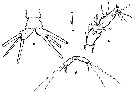 Espèce Cymbasoma boxshalli - Planche 2 de figures morphologiques
