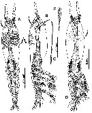 Espce Cymbasoma quintanarooense - Planche 5 de figures morphologiques