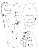 Espèce Heterorhabdus spinifer - Planche 1 de figures morphologiques
