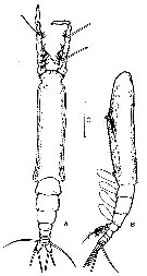 Espèce Monstrilla mariaeugeniae - Planche 3 de figures morphologiques
