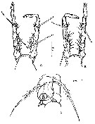 Espèce Monstrilla mariaeugeniae - Planche 4 de figures morphologiques