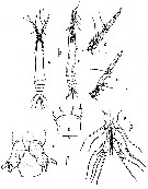 Espce Monstrilla elongata - Planche 1 de figures morphologiques