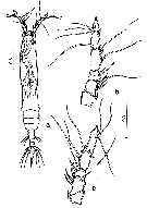 Espce Monstrilla ciqroi - Planche 2 de figures morphologiques