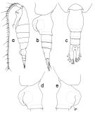 Species Heterorhabdus clausi - Plate 1 of morphological figures