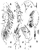 Species Exumella tsonot - Plate 6 of morphological figures