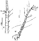Espèce Monstrilla spinosa - Planche 2 de figures morphologiques