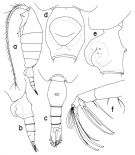 Species Heterorhabdus pustulifer - Plate 3 of morphological figures