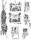 Espce Monstrilla grygieri - Planche 1 de figures morphologiques