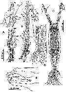 Espce Monstrilla grygieri - Planche 2 de figures morphologiques