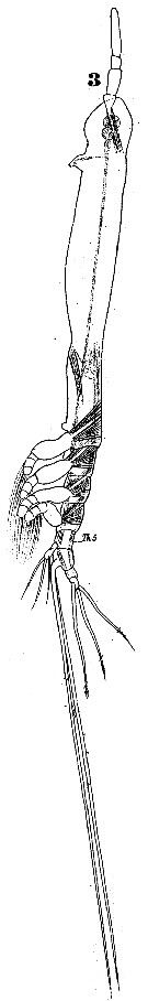 Species Cymbasoma reticulatum - Plate 1 of morphological figures