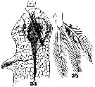 Species Cymbasoma reticulatum - Plate 4 of morphological figures