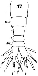 Espèce Monstrilla grandis - Planche 7 de figures morphologiques