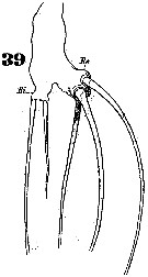 Espèce Monstrilla grandis - Planche 9 de figures morphologiques