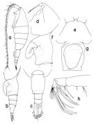 Espèce Heterorhabdus austrinus - Planche 2 de figures morphologiques