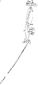 Espèce Cymbasoma longispinosum - Planche 5 de figures morphologiques