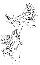 Espèce Cymbasoma longispinosum - Planche 4 de figures morphologiques