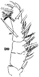 Espèce Cymbasoma longispinosum - Planche 8 de figures morphologiques