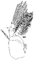 Espèce Cymbasoma longispinosum - Planche 10 de figures morphologiques