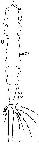 Espèce Monstrilla grandis - Planche 11 de figures morphologiques