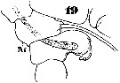 Espèce Monstrilla grandis - Planche 12 de figures morphologiques
