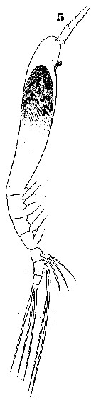 Espèce Cymbasoma claparedei - Planche 1 de figures morphologiques