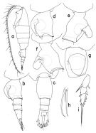 Espèce Heterorhabdus abyssalis - Planche 2 de figures morphologiques