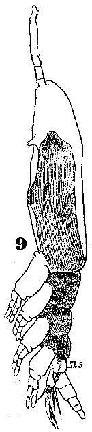 Espèce Monstrilla gracilicauda - Planche 1 de figures morphologiques