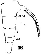 Espèce Monstrilla gracilicauda - Planche 2 de figures morphologiques