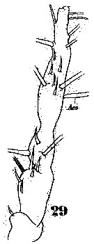 Espèce Monstrilla gracilicauda - Planche 4 de figures morphologiques