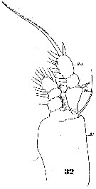 Espèce Monstrilla gracilicauda - Planche 5 de figures morphologiques