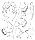 Species Heterorhabdus abyssalis - Plate 3 of morphological figures
