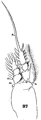Espèce Monstrilla longiremis - Planche 6 de figures morphologiques