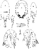 Species Pseudodiaptomus mertoni - Plate 2 of morphological figures