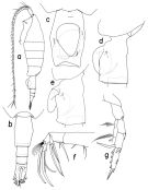 Espèce Heterorhabdus tanneri - Planche 1 de figures morphologiques