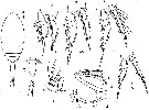 Espèce Oncaea alboranica - Planche 1 de figures morphologiques