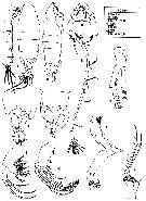 Species Tortanus (Atortus) giesbrechti - Plate 1 of morphological figures