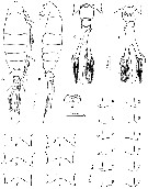 Espèce Tortanus (Eutortanus) komachi - Planche 1 de figures morphologiques