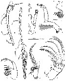 Espèce Tortanus (Eutortanus) komachi - Planche 2 de figures morphologiques