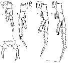 Espèce Tortanus (Eutortanus) komachi - Planche 3 de figures morphologiques