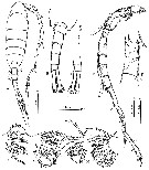 Espèce Tortanus (Eutortanus) komachi - Planche 5 de figures morphologiques