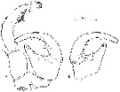 Espèce Tortanus (Eutortanus) komachi - Planche 6 de figures morphologiques