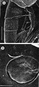 Espce Exumella mediterranea - Planche 5 de figures morphologiques