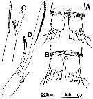 Species Exumella tuberculata - Plate 5 of morphological figures