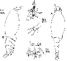 Espce Monstrilla brevicornis - Planche 2 de figures morphologiques