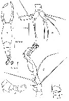 Species Monstrilla papilliremis - Plate 1 of morphological figures