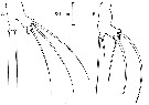Espèce Monstrilla grandis - Planche 15 de figures morphologiques