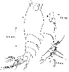 Espèce Cymbasoma pallidum - Planche 1 de figures morphologiques