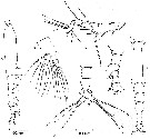 Espèce Cymbasoma tenue - Planche 4 de figures morphologiques