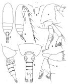 Espèce Aetideus arcuatus - Planche 2 de figures morphologiques